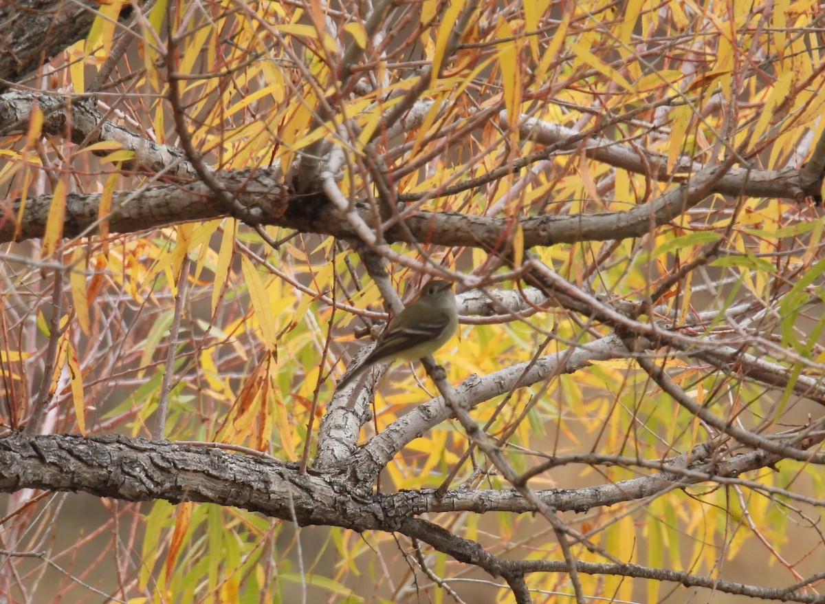 Hammond's Flycatcher - ML645449071