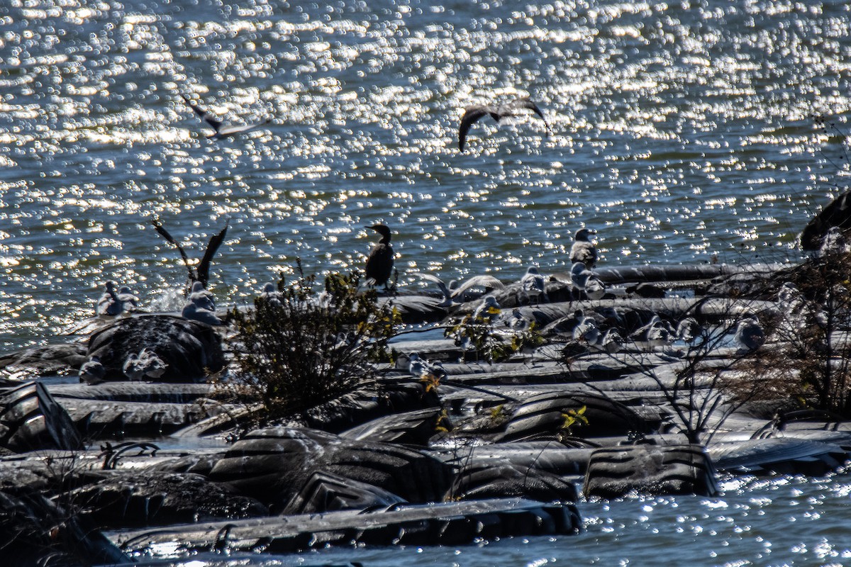 Double-crested Cormorant - ML645449076