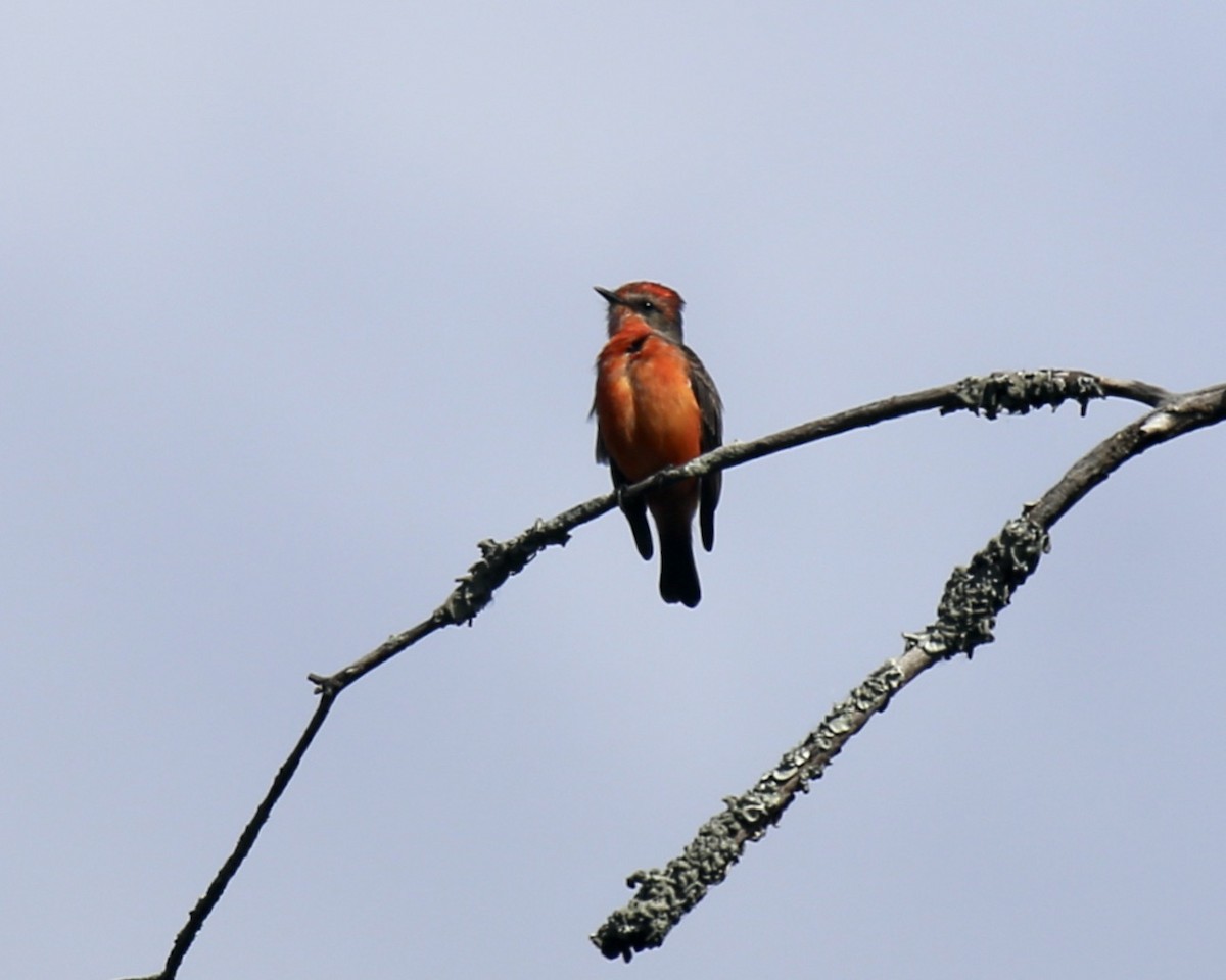 Vermilion Flycatcher - ML645449082