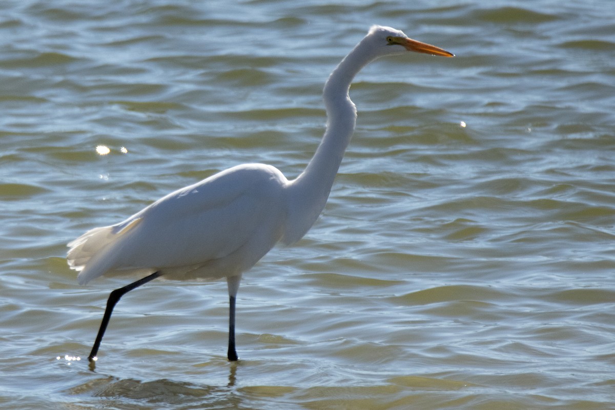 Great Egret - ML645449084