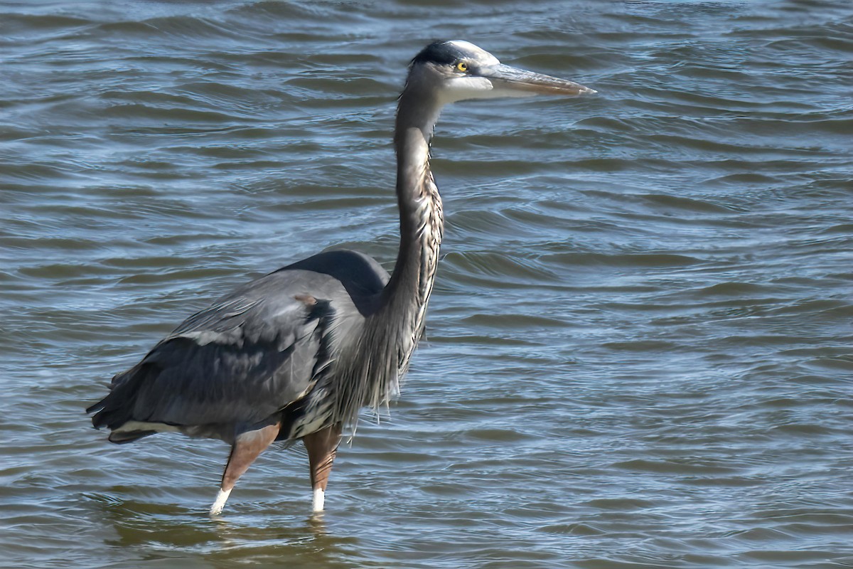 Great Blue Heron - ML645449088