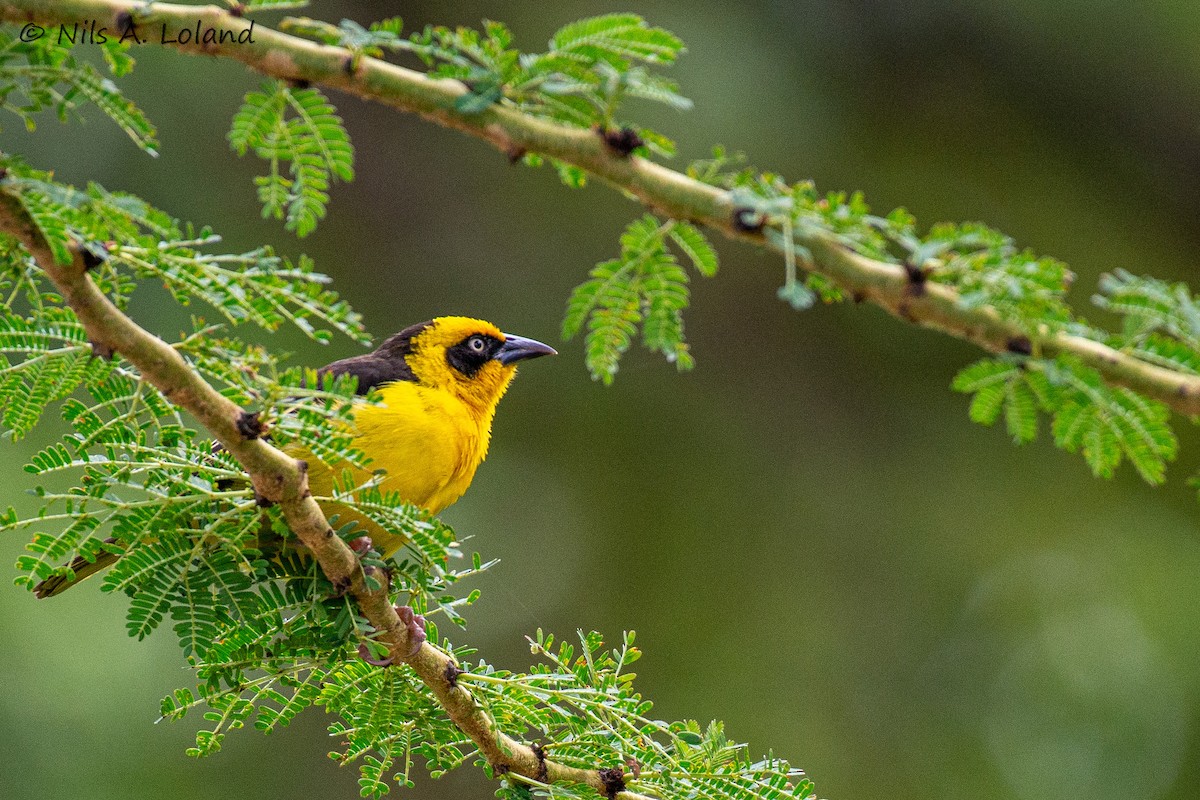 Tejedor Baglafecht - ML645449090