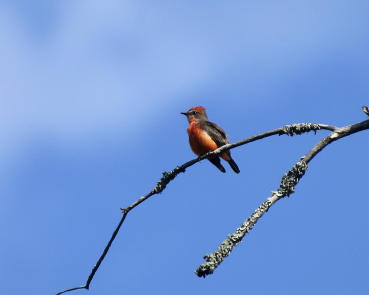 Vermilion Flycatcher - ML645449092
