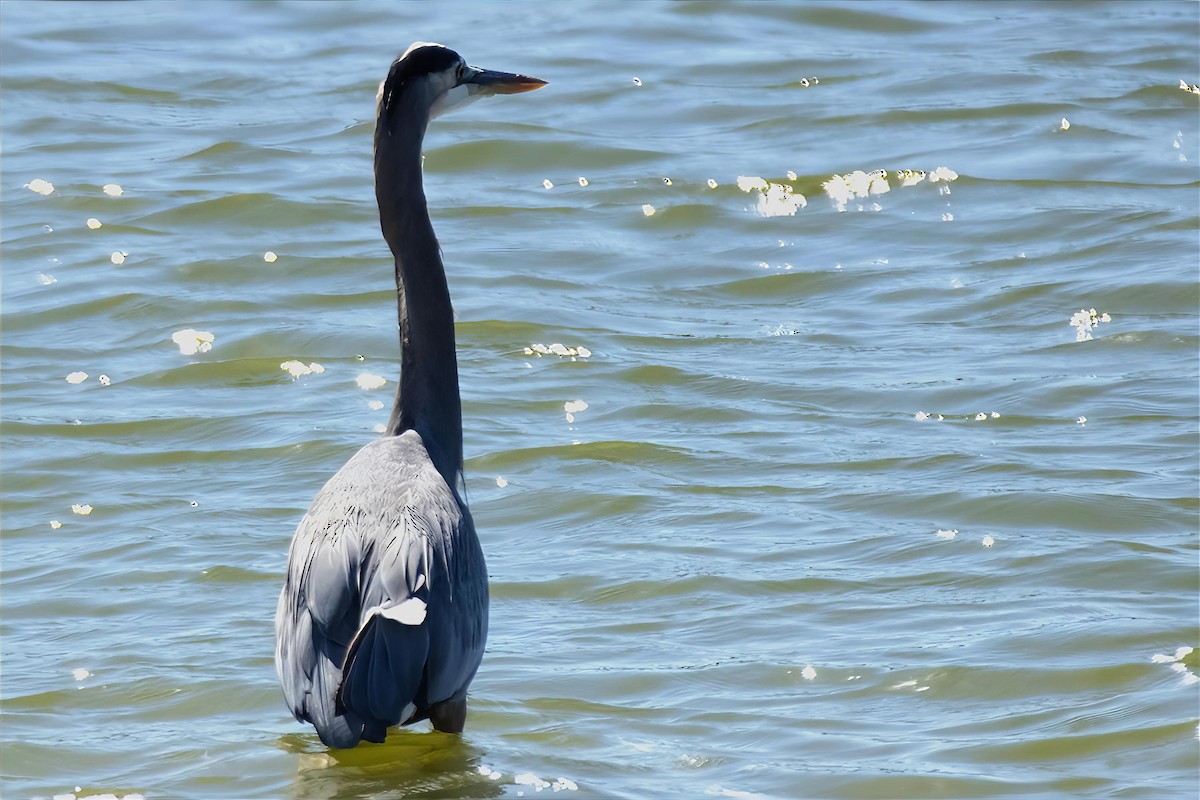 Great Blue Heron - ML645449096