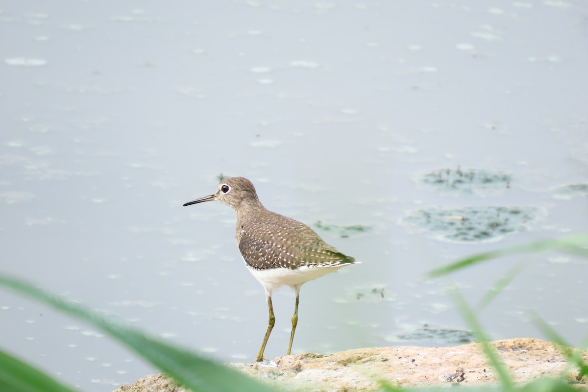 Solitary Sandpiper - ML645449100