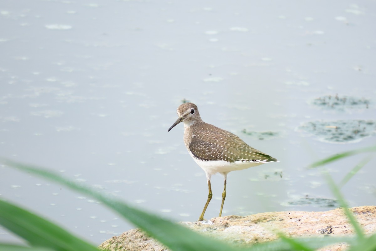 Solitary Sandpiper - ML645449101