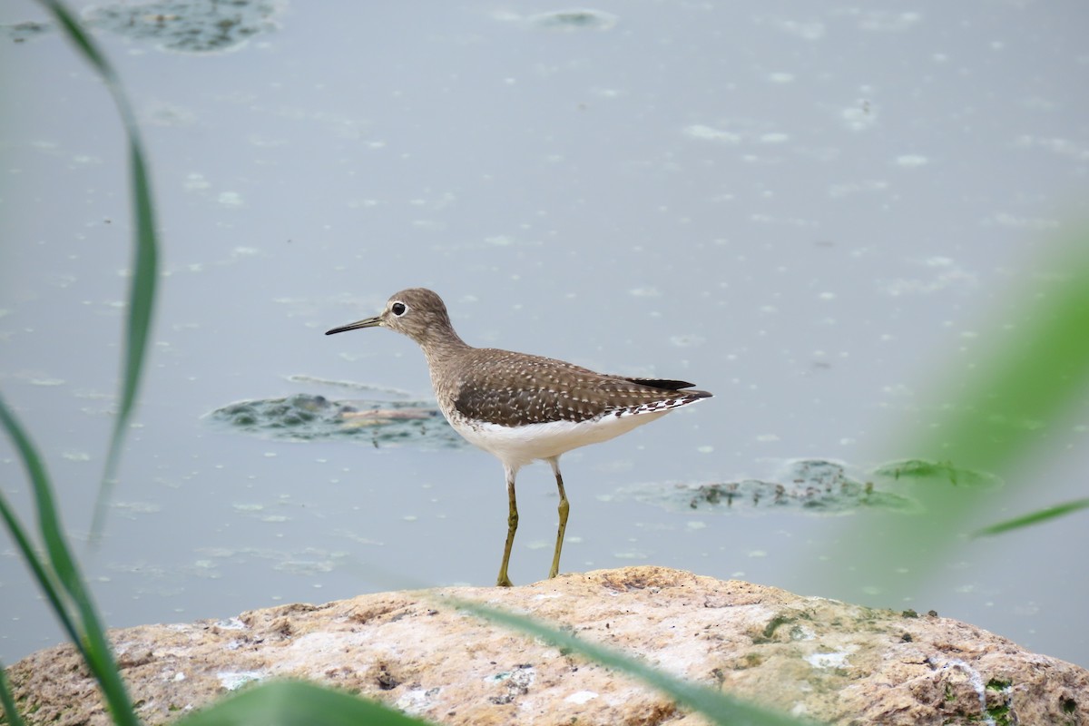 Solitary Sandpiper - ML645449102