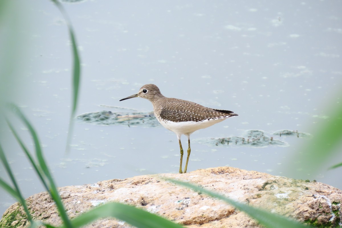 Solitary Sandpiper - ML645449103