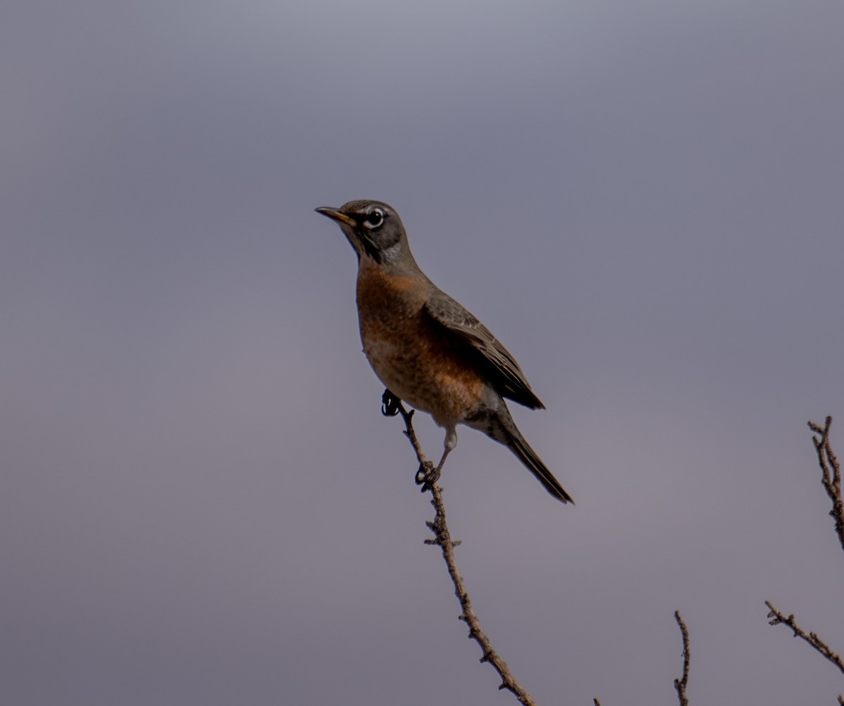 American Robin - ML645449106