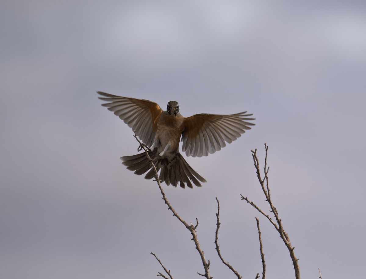 American Robin - ML645449107