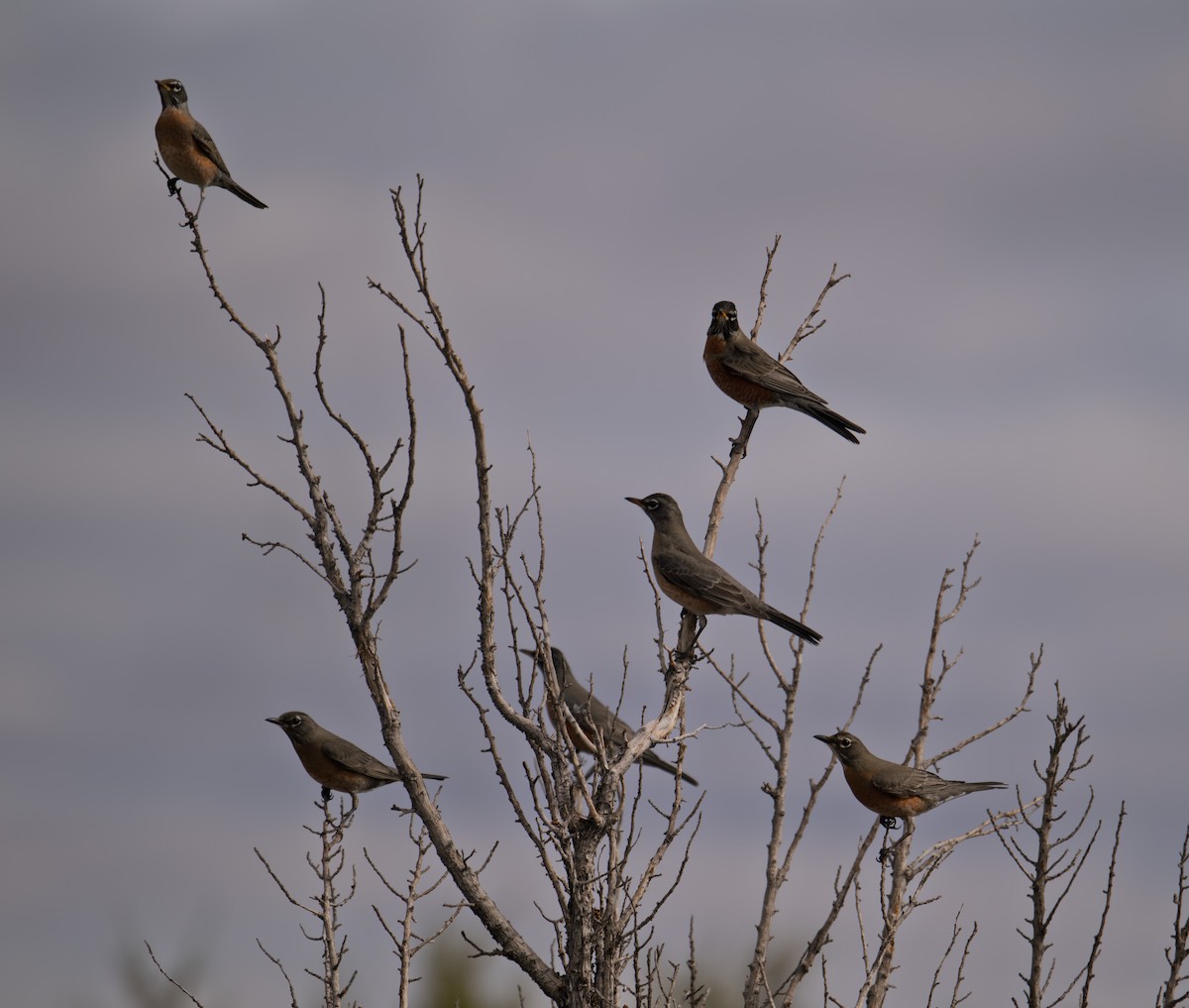 American Robin - ML645449108