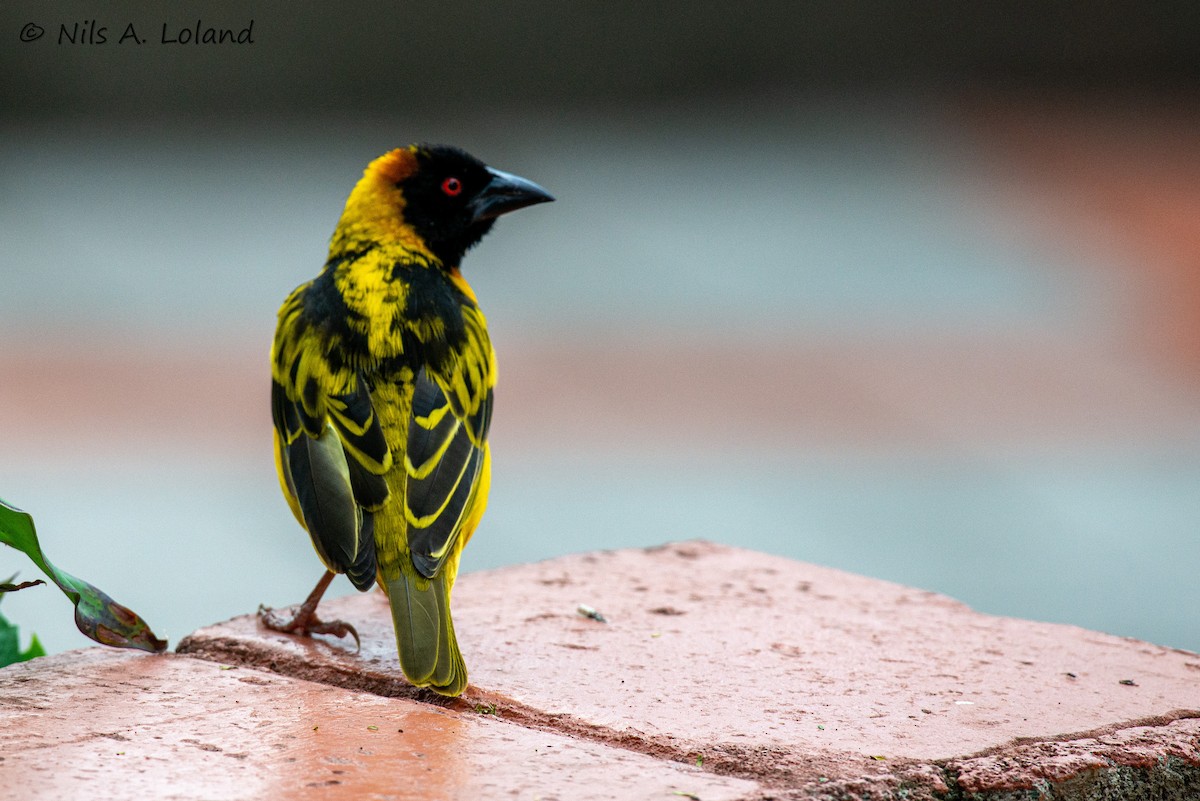 Village Weaver - ML645449113