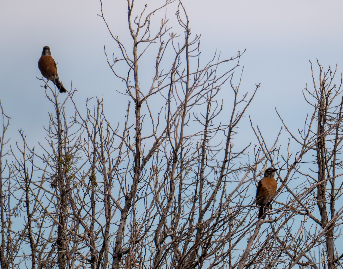 American Robin - ML645449114