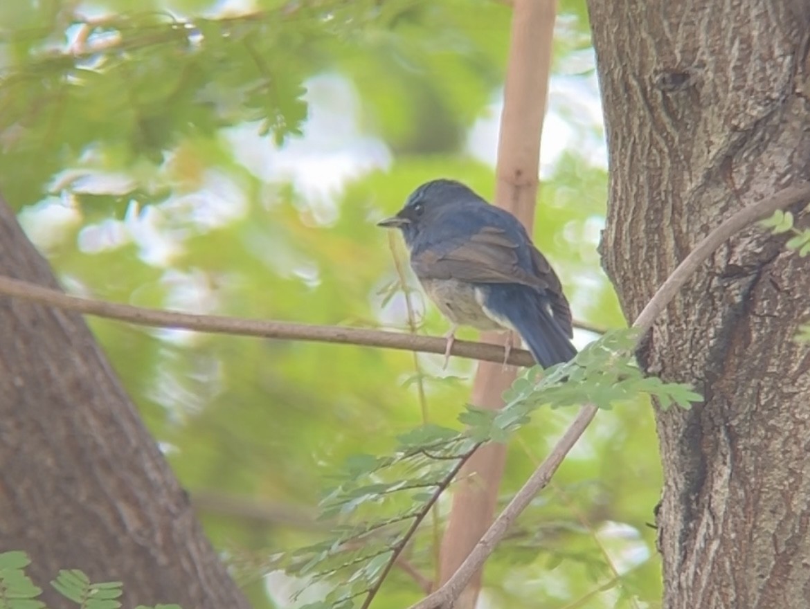 Chinese Blue Flycatcher - ML645449118
