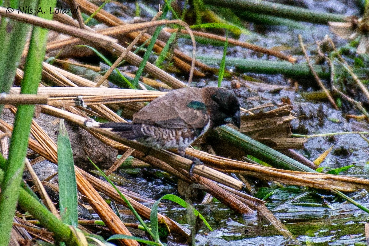 Bronze Mannikin - ML645449119