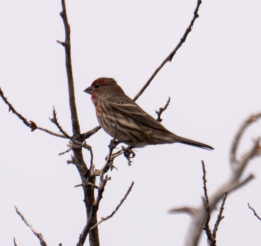 House Finch - ML645449120