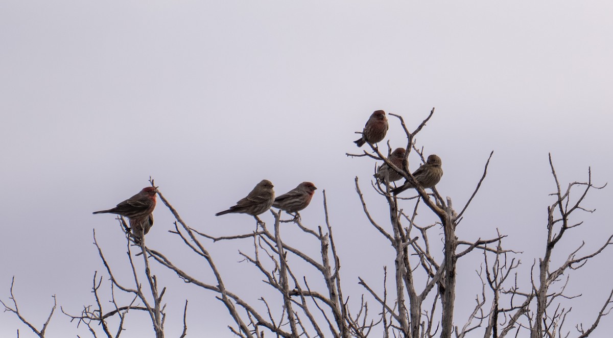 House Finch - ML645449121