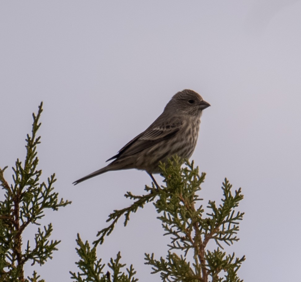 House Finch - ML645449122