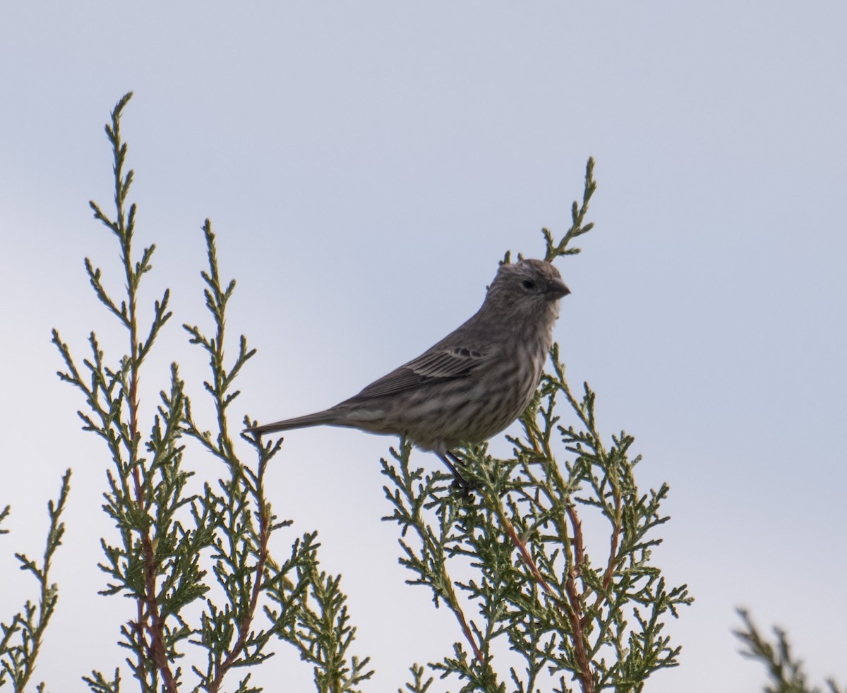 House Finch - ML645449123