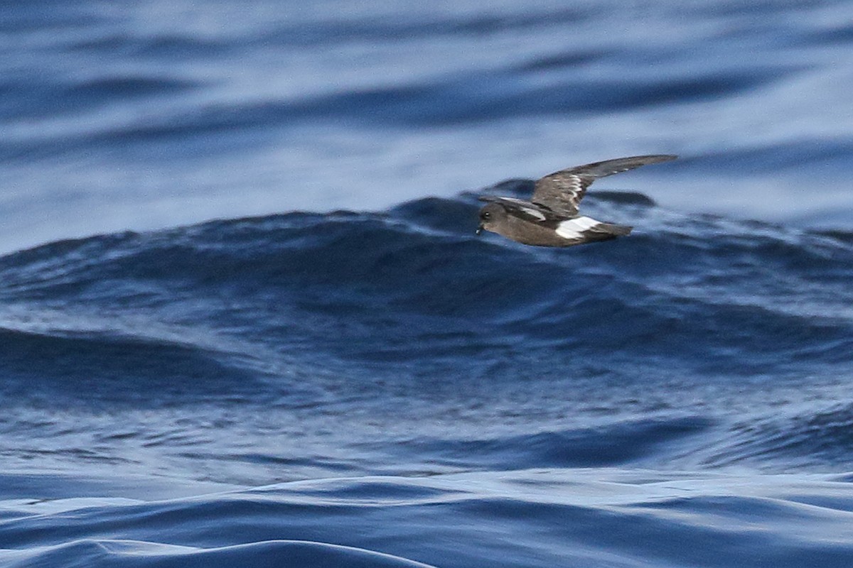 European Storm-Petrel - ML645449124