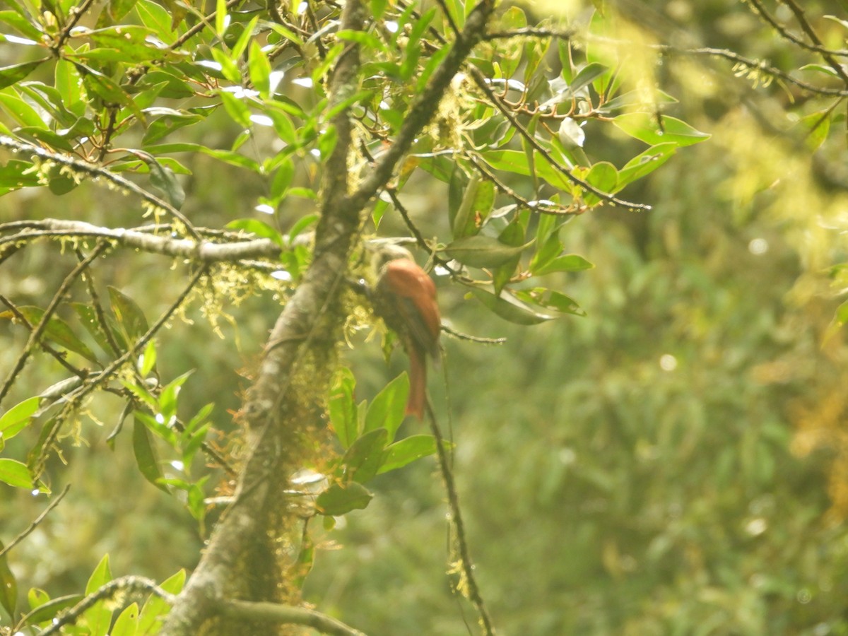 Pearled Treerunner - ML645449127