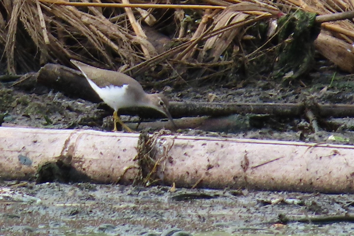 Spotted Sandpiper - ML645449128