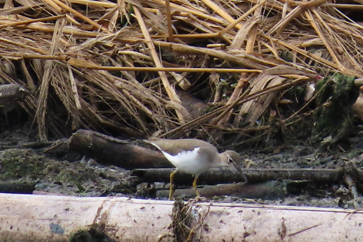 Spotted Sandpiper - ML645449129