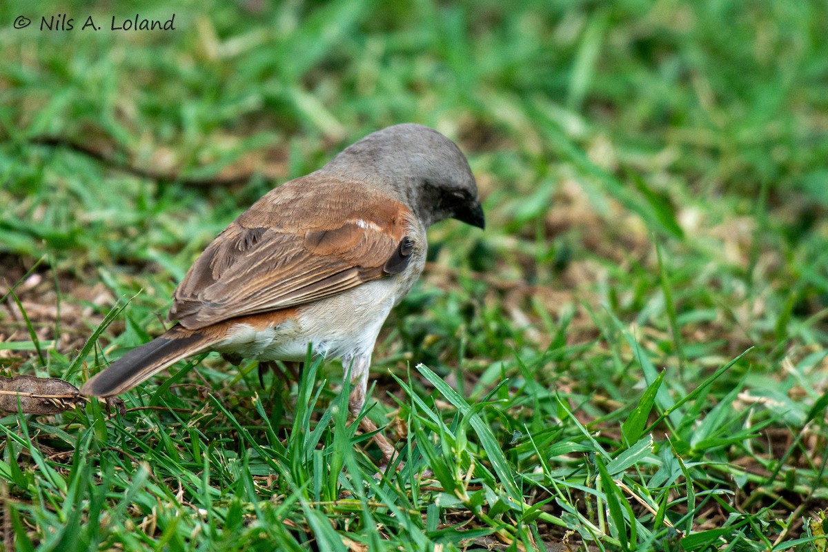 Northern Gray-headed Sparrow - ML645449130