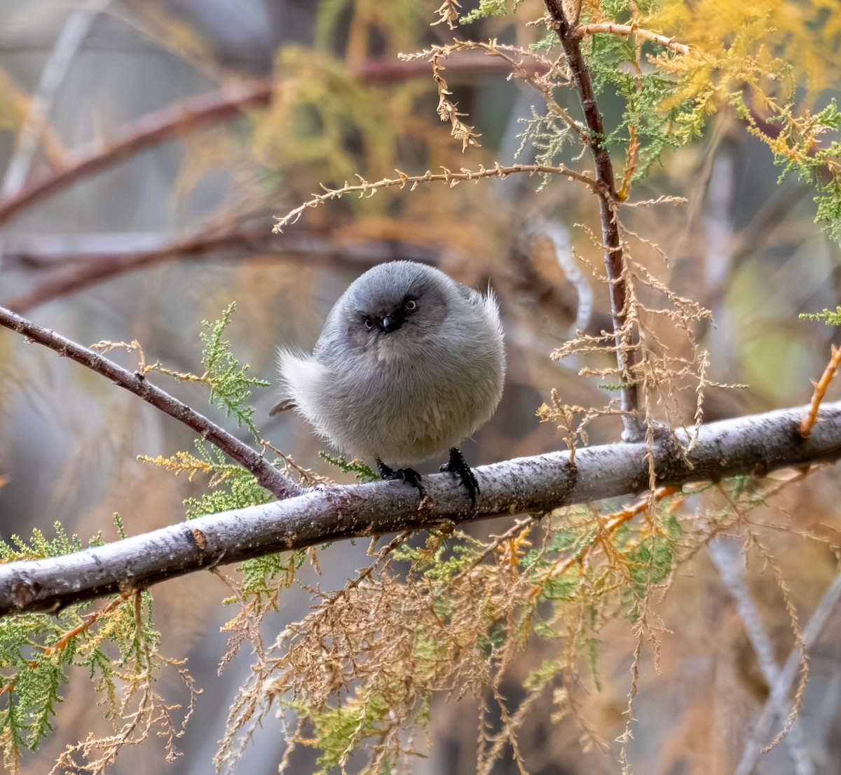 Bushtit - ML645449135