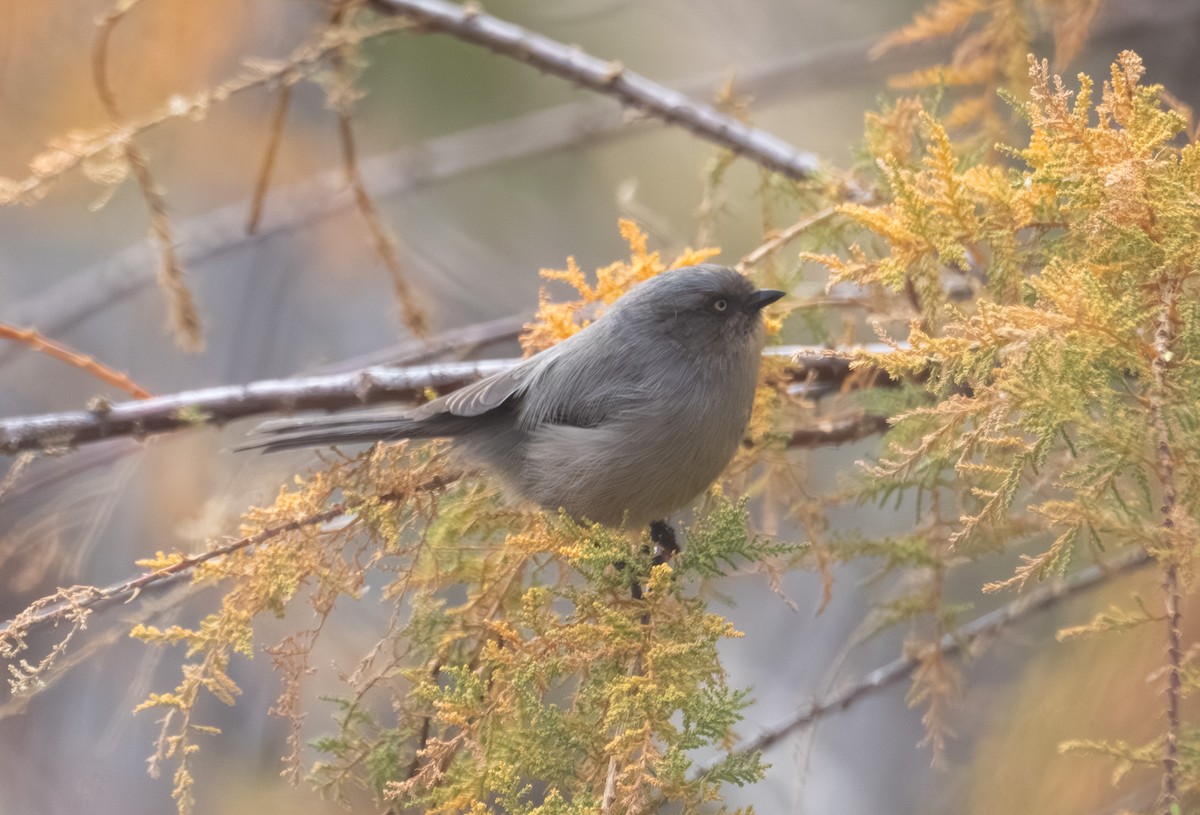 Bushtit - ML645449136