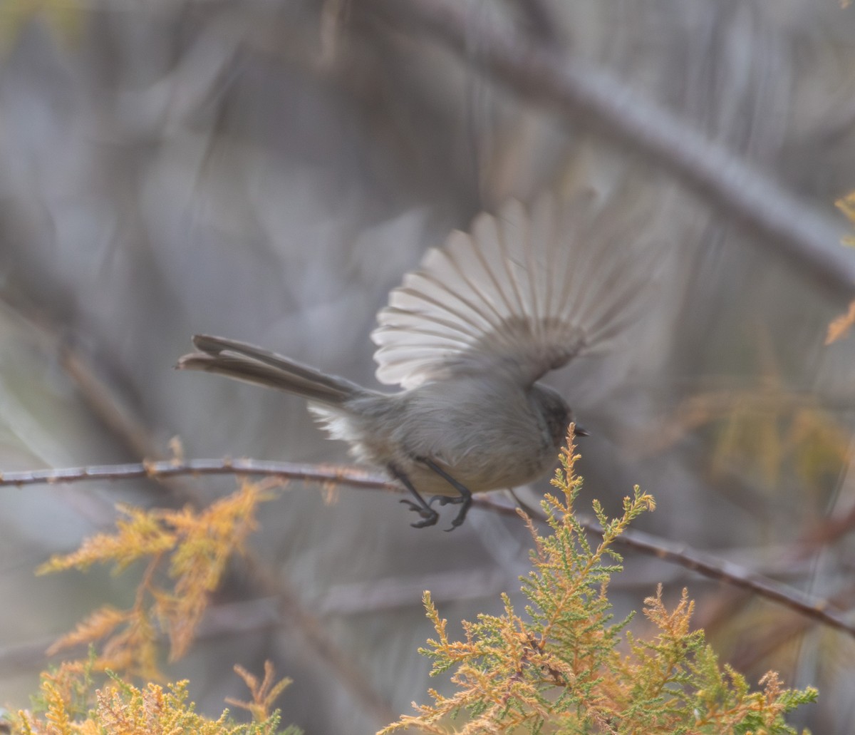 Bushtit - ML645449137