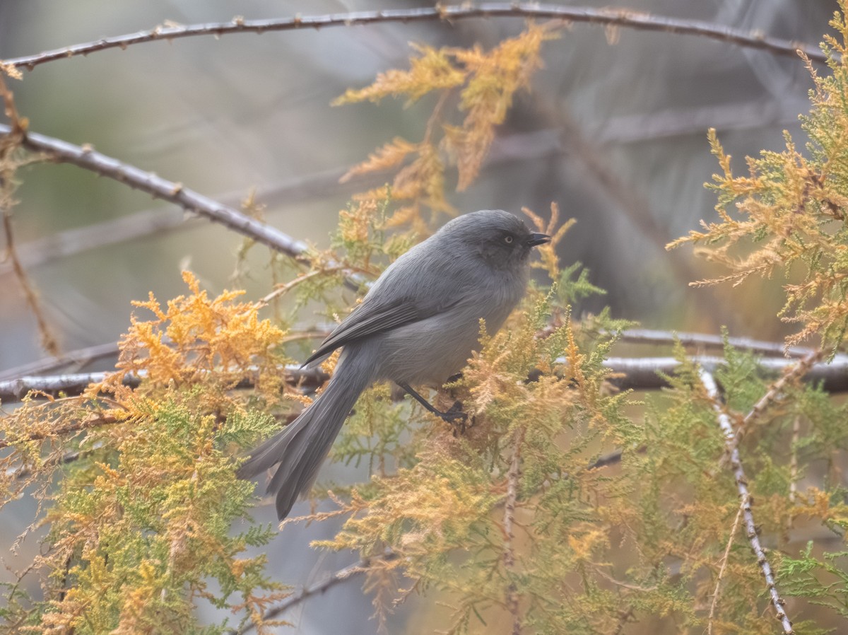 Bushtit - ML645449138