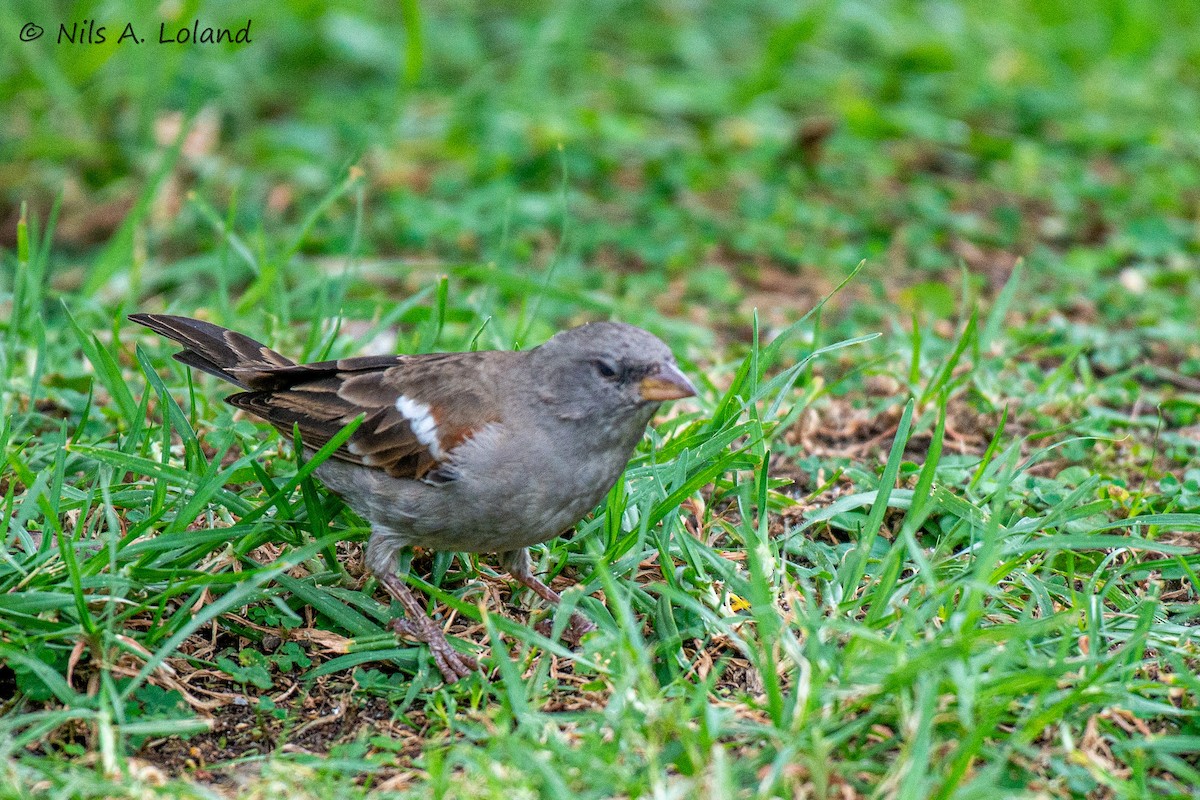 Swahili Sparrow - ML645449139