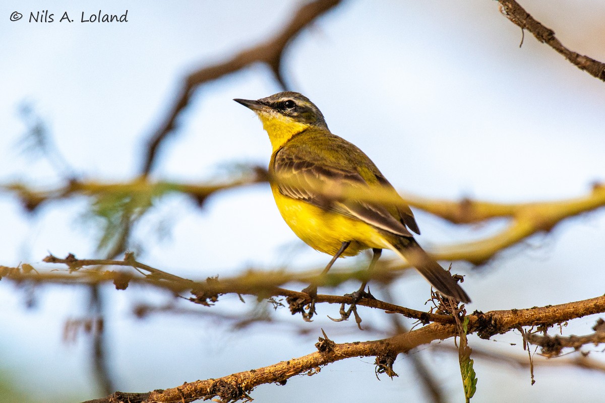 Western Yellow Wagtail - ML645449140
