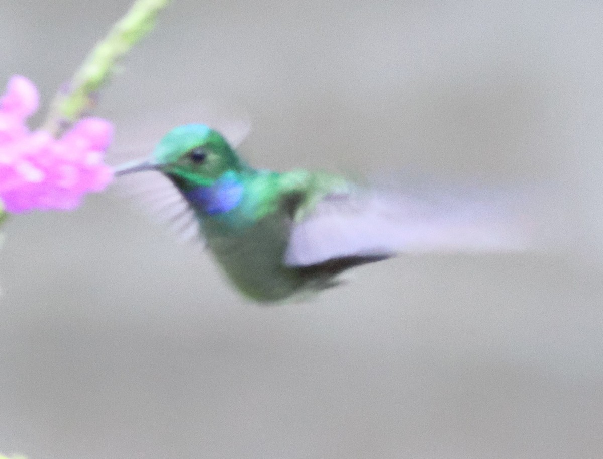 Violet-headed Hummingbird - ML645449142
