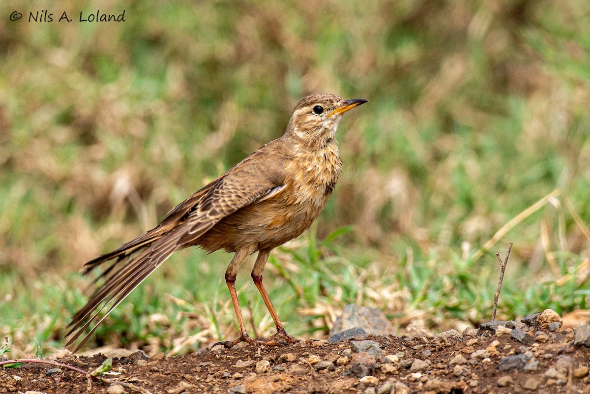 Plain-backed Pipit - ML645449145