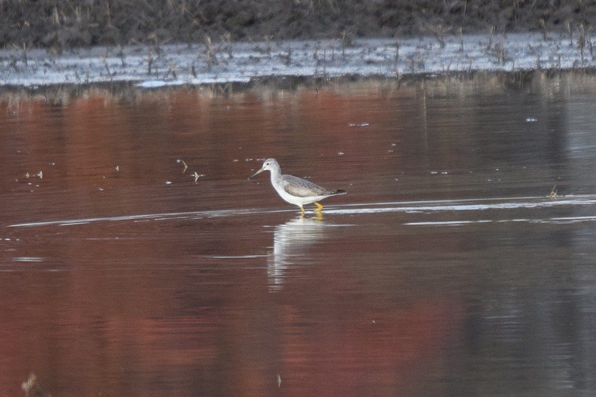 Greater Yellowlegs - ML645449151