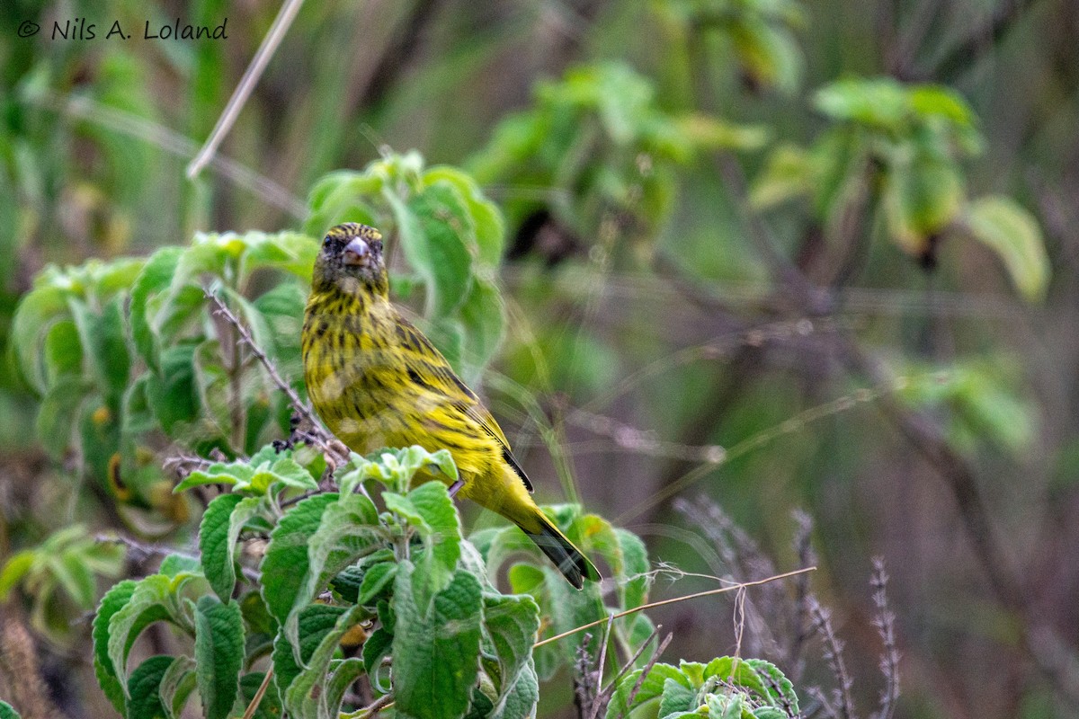 African Citril - ML645449152