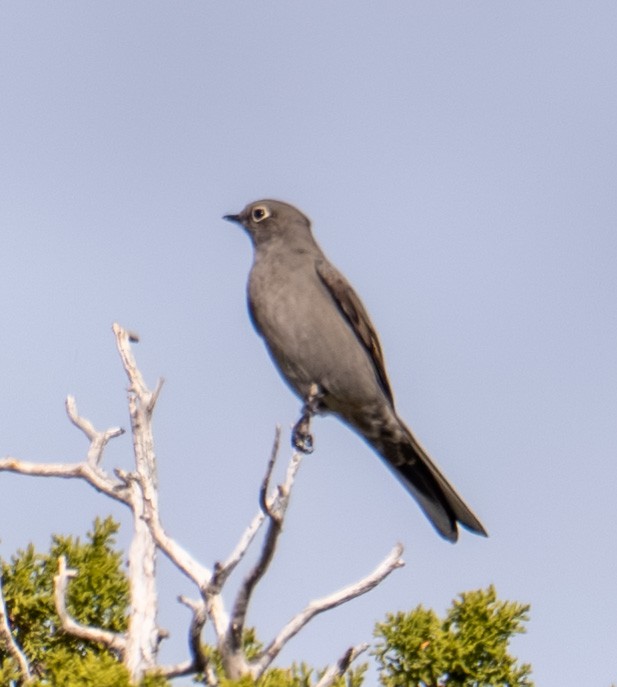 Townsend's Solitaire - ML645449153