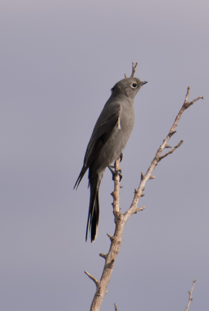 Townsend's Solitaire - ML645449154