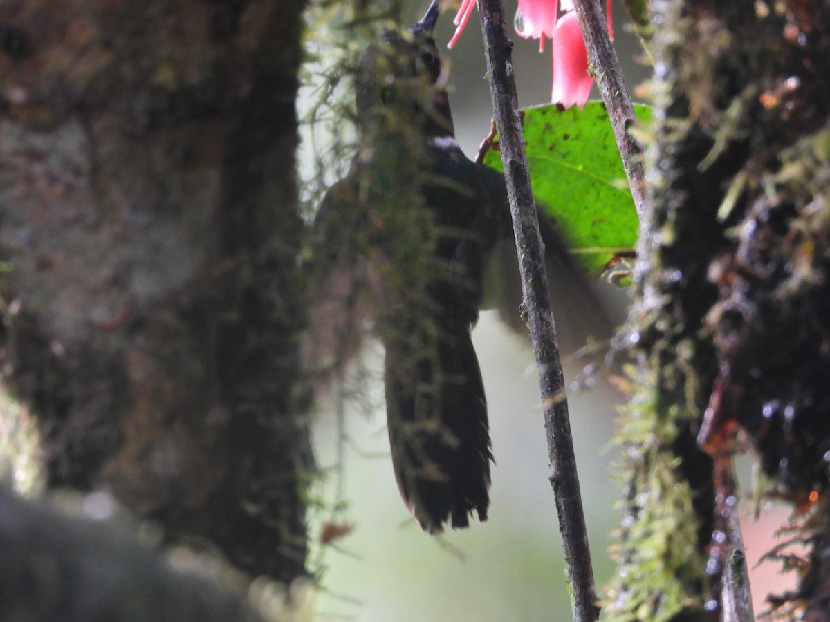 Longuemare's Sunangel - ML645449155