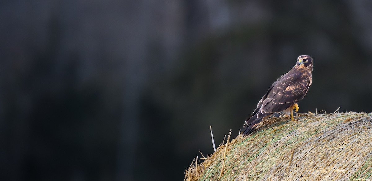 Northern Harrier - ML645449157