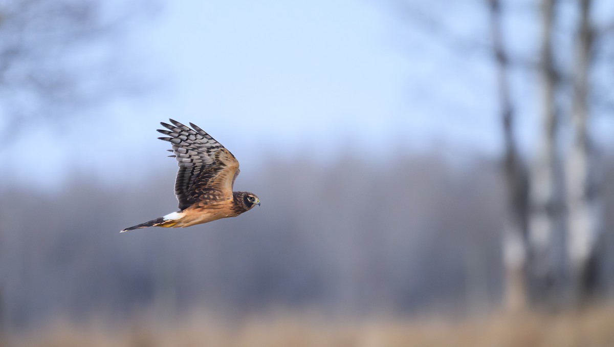 Northern Harrier - ML645449158