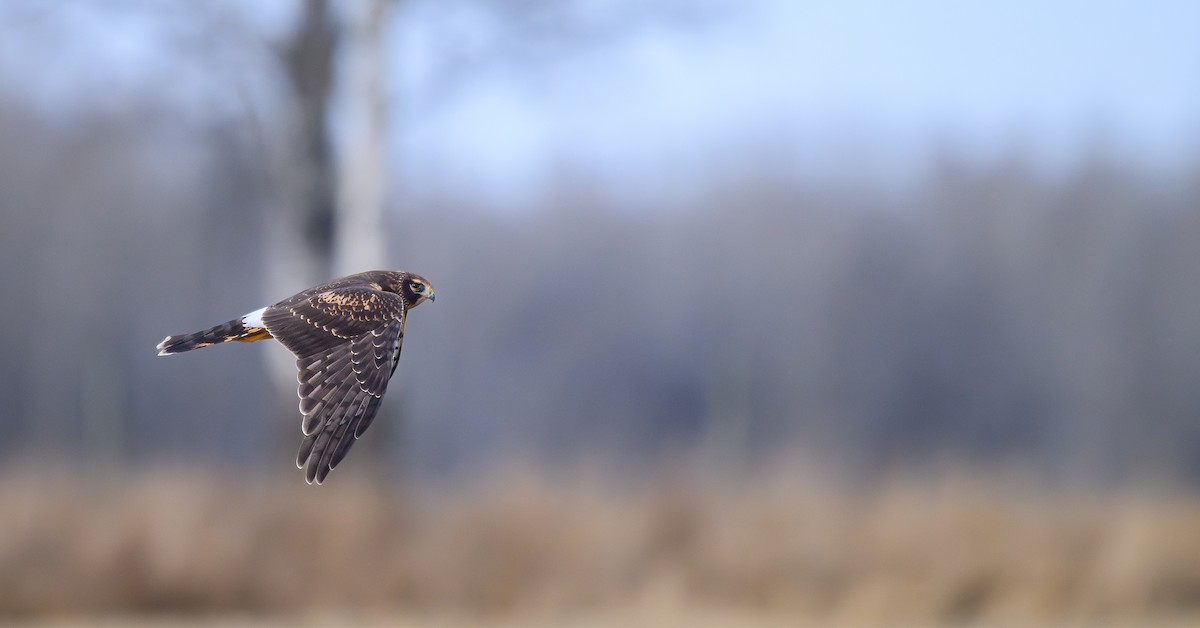 Northern Harrier - ML645449159