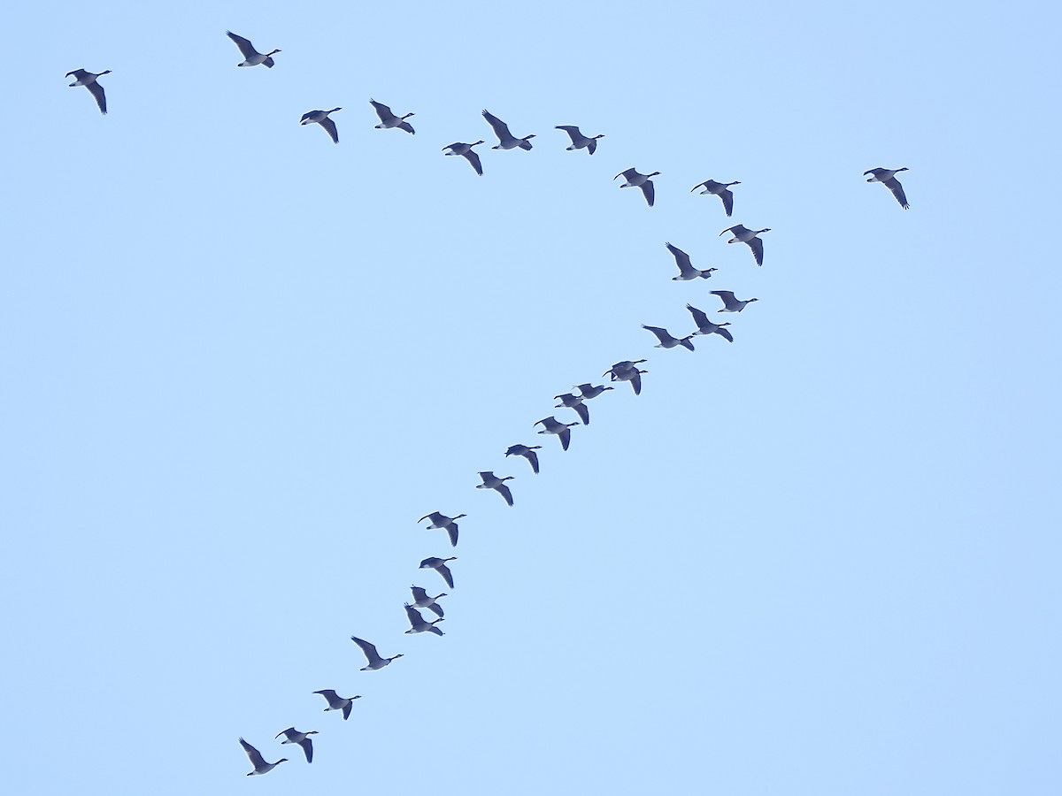 Canada Goose - ML645449171