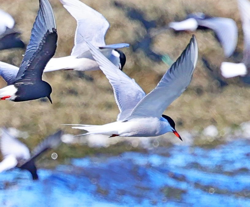 燕鷗 - ML645449175