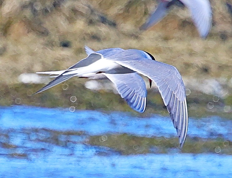 燕鷗 - ML645449176