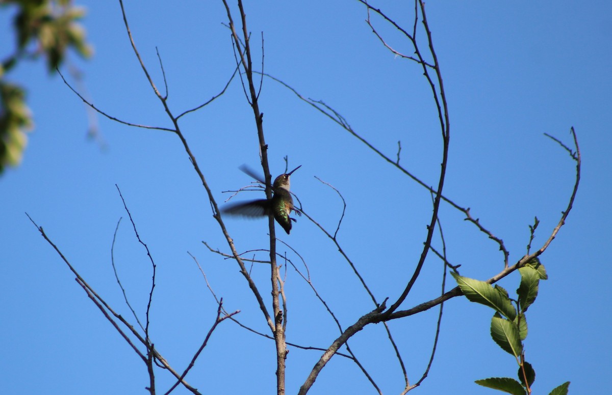 Рубиновогорлый колибри - ML645449184