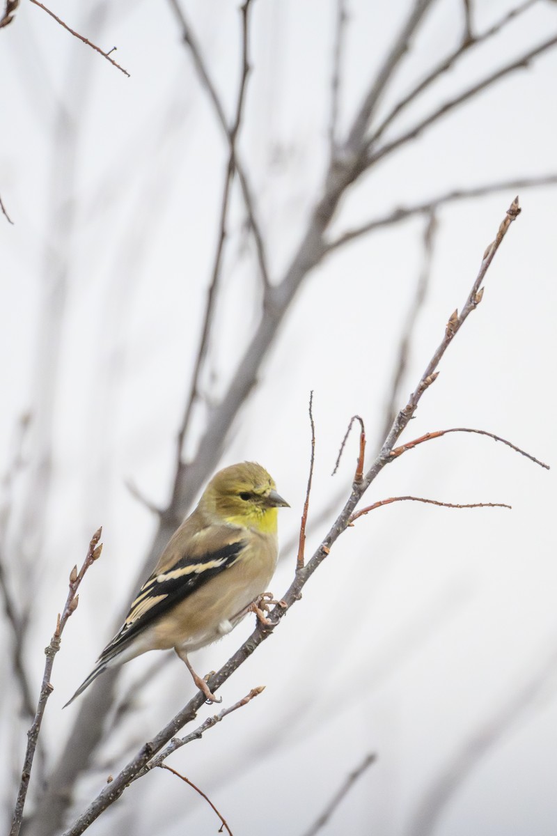 American Goldfinch - ML645449220