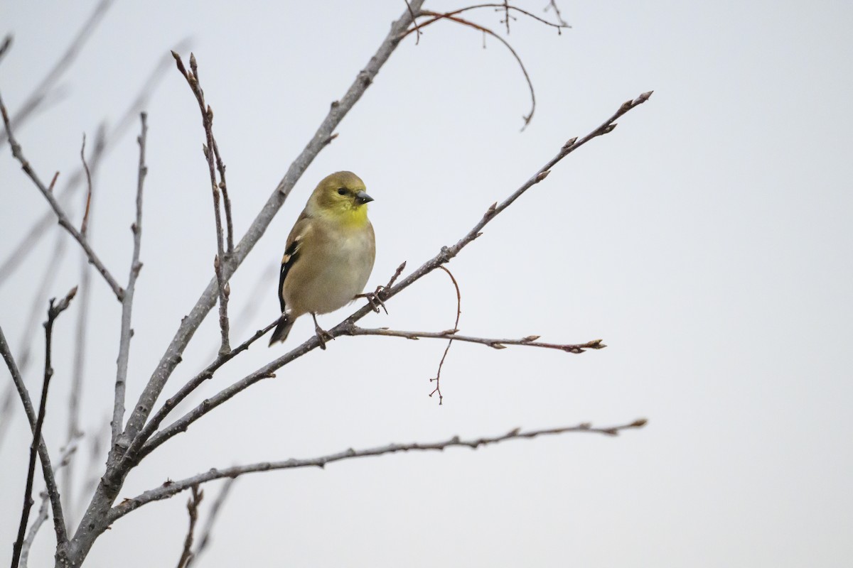 American Goldfinch - ML645449221